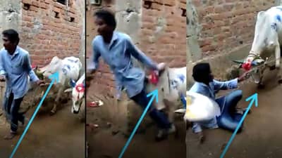 Bhandara Viral Video: मालक होते दारूच्या नशेत, बैलांनी दाखवला इंगा! जे काय उचलून फेकलं, नशाच उतरली