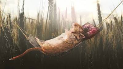 Rats : उंदीर पण बघतात स्वप्न.. माणसांप्रमाणेच याच्यामागेही कारण आहे ड्रीम सायन्स