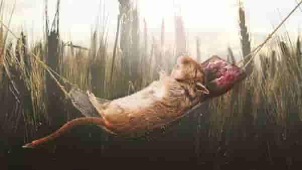 Rats : उंदीर पण बघतात स्वप्न.. माणसांप्रमाणेच याच्यामागेही कारण आहे ड्रीम सायन्स