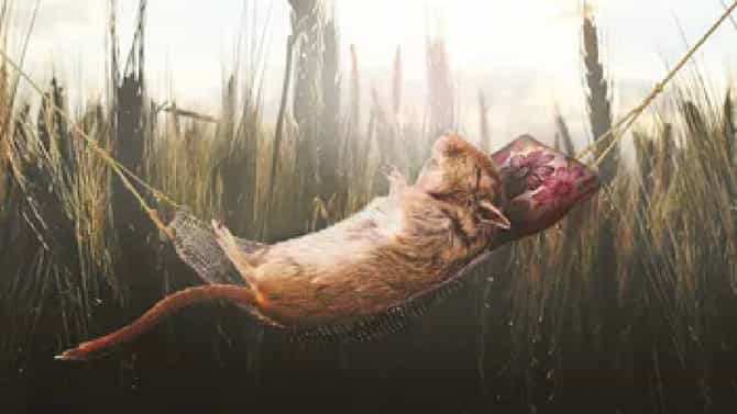 Rats : उंदीर पण बघतात स्वप्न.. माणसांप्रमाणेच याच्यामागेही कारण आहे ड्रीम सायन्स