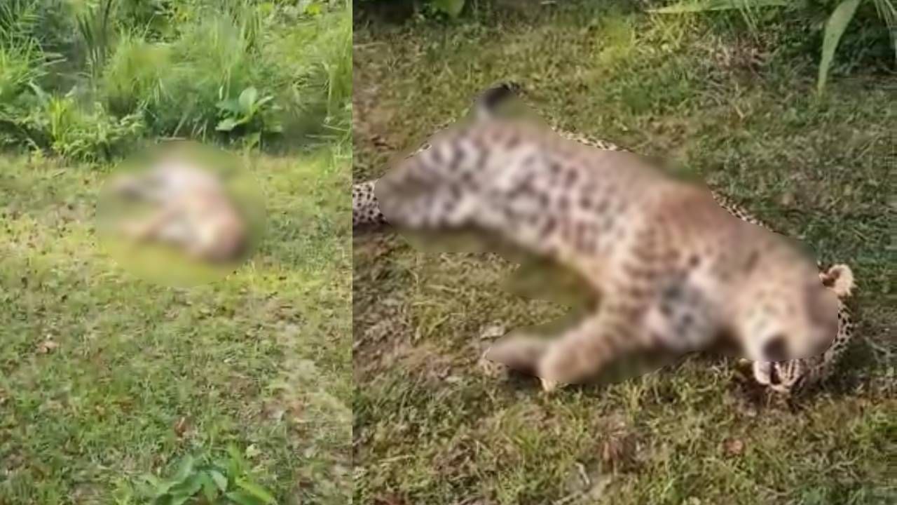 Gadchiroli Leopard : धुमाकूळ घालणाऱ्या हिंस्र बिबट्याचा संशयास्पद मृत्यू! वाघाची शिकार, विष देऊन ठार की आणखी काही?