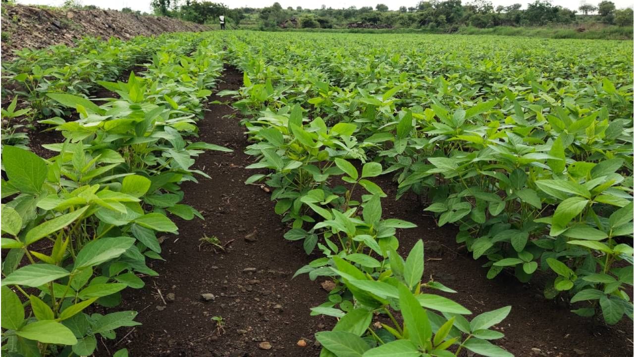 Kharif Season: अतिवृष्टीतून बचावलेल्या सोयाबीनवर या रोगाचा प्रादुर्भाव, काय आहे उपाययोजना? Kharif Season: अतिवृष्टीतून बचावलेल्या सोयाबीनवर या रोगाचा प्रादुर्भाव, काय आहे उपाययोजना?