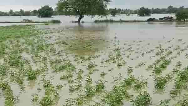 Kharif Season : खरिपातील पिके पाण्यात अ्न कृषी विभागाचे वरातीमागून घोडे, अनोख्या मोहिमेचा होईल का उपयोग?