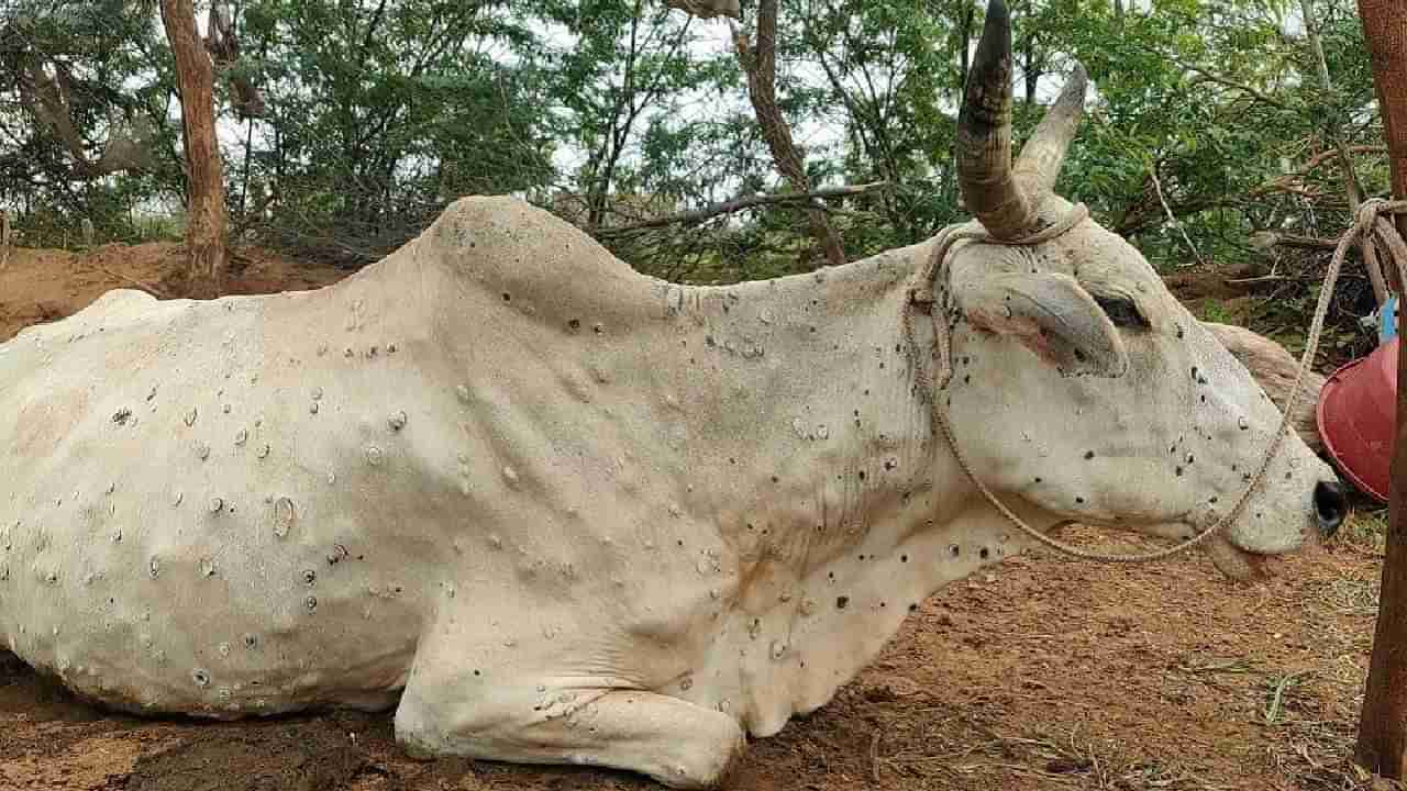 Agricultural : पिकांवरील संकट टळले आता जनावरांना धोका, लम्पी रोगाने पुन्हा डोके वर काढले..! नेमकी उपाययोजना काय?