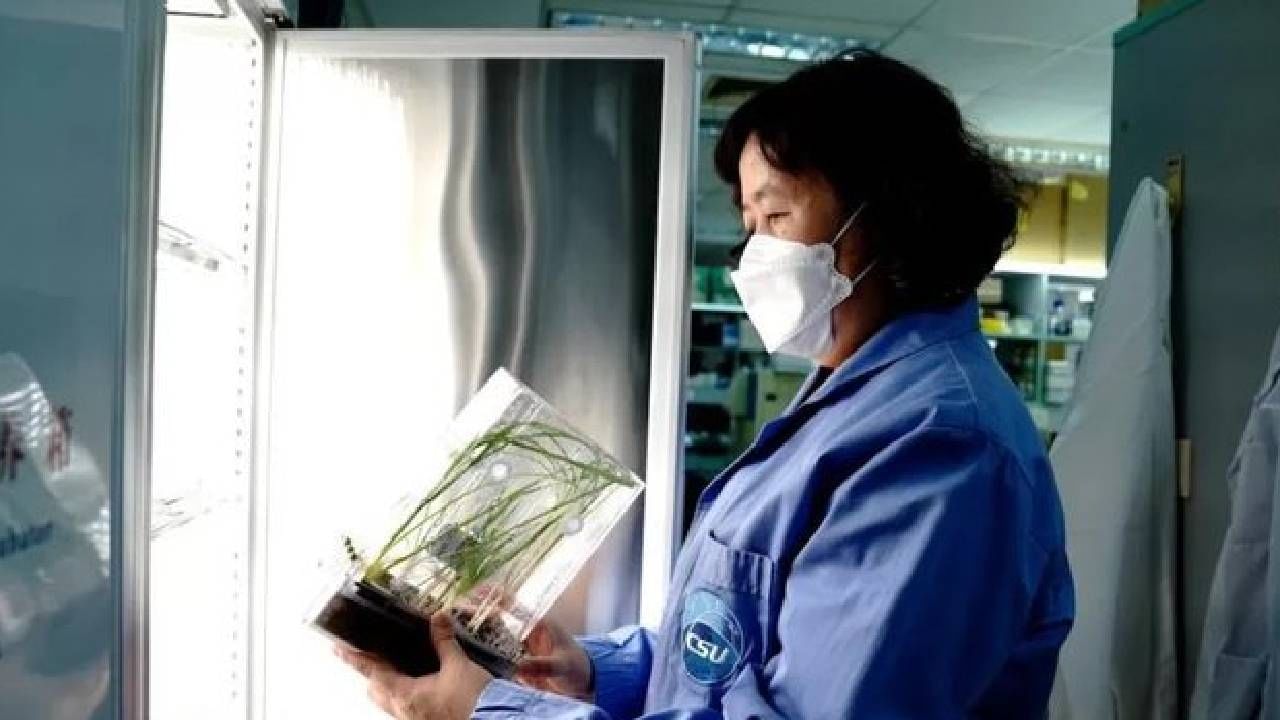 Space farming: China’s astronauts farmed in space, rice plants more than 30 centimeters high, will now be brought to earth for research |  Chinese astronauts farmed in space, rice plants more than 30 centimeters tall, will now be brought back to Earth for research