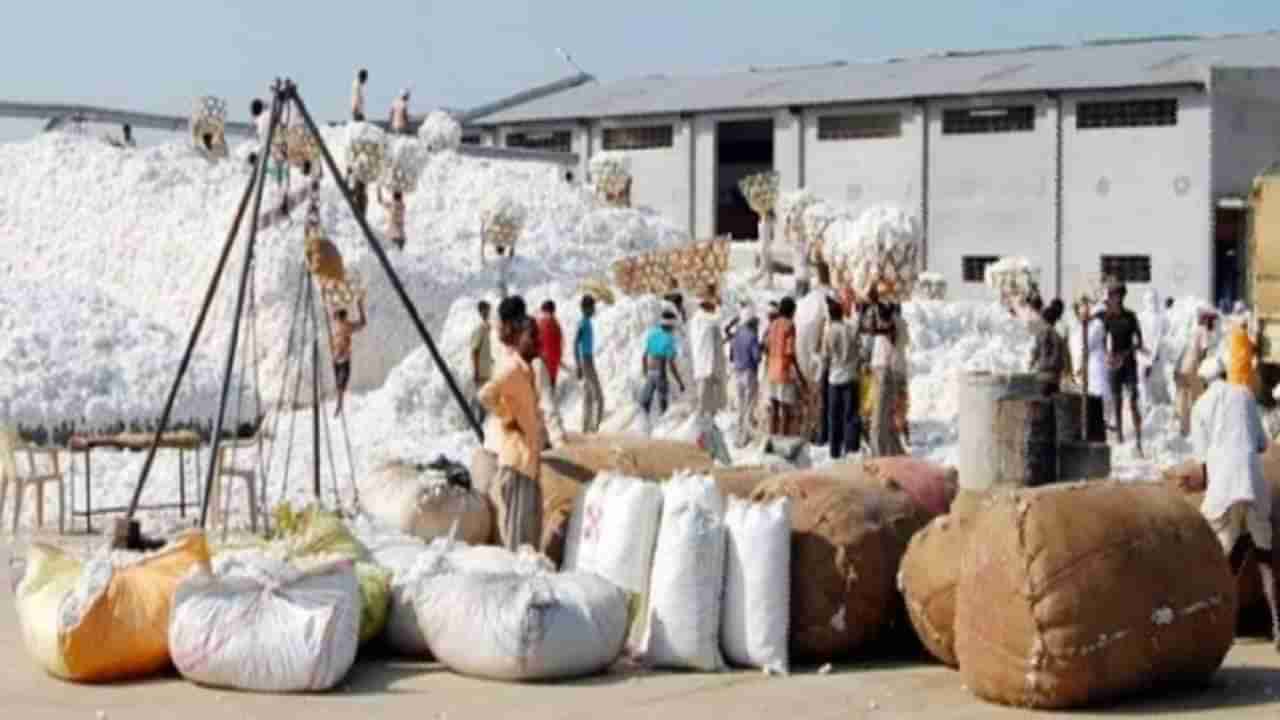 Cotton Crop : शेतकऱ्यांसाठी खुशखबर, यंदा आणखी किती वाढणार कापसाचा भाव