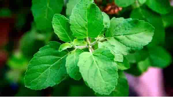 Basil Leaves | चावून खाऊ नका तुळशीची पाने ! जाणून घ्या, काय आहेत कारणे