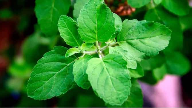 Basil Leaves | चावून खाऊ नका तुळशीची पाने ! जाणून घ्या, काय आहेत कारणे