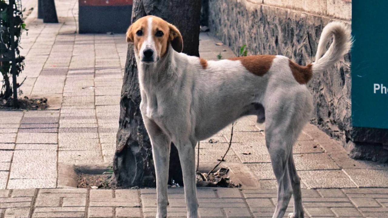 Pune stray dogs : पुणे शहरात श्वानांची नसबंदी धीम्या गतीनं, निविदा काढणार; अधिकारी म्हणतात...