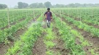 Kharif Season : सर्वाधिक पावसाची नोंद झालेल्या नांदेडात पिके करपली, काय आहेत नेमकी कारणे?