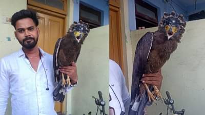 Nagpur Wildlife : जंगलातील क्रेस्टेड सरपेंट ईगल पक्षी नागपूर शहरात, उपचारानंतर नैसर्गिक अधिवासात सोडलं जाणार