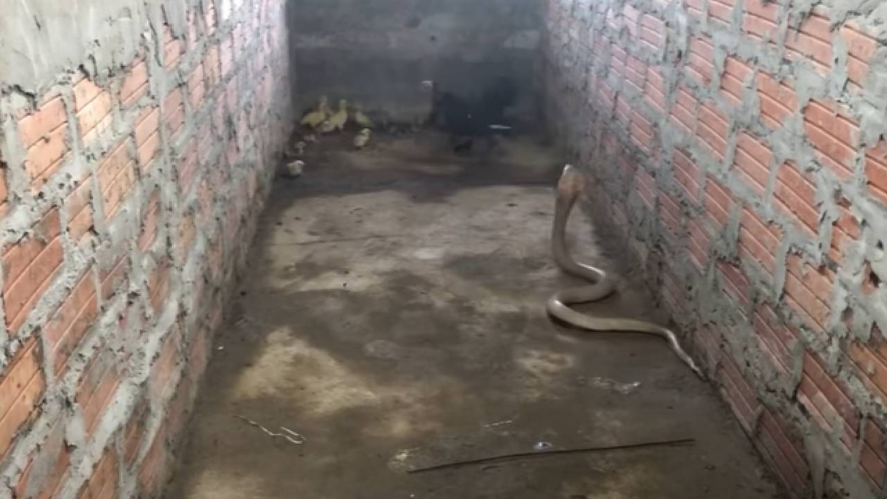 Viral Video King Cobra: कोंबडी त्या भयानक किंग कोब्राशी लढली! व्हिडीओ व्हायरल