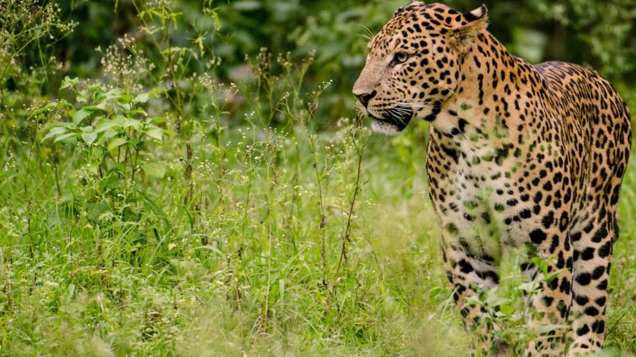 Nashik leopard : दुभत्या गायीच्या 3 वासरांवर हल्ला! बिबट्याने फरफटत नेत पाडला वासरांचा फडशा, गावात घबराट