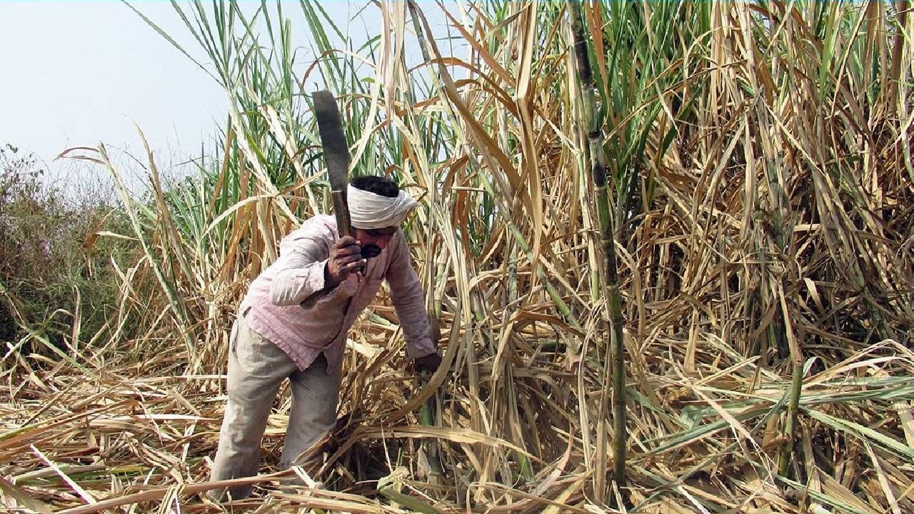 Sugarcane Sludge : शेतकऱ्यांचे नुकसान टाळण्यासाठी गाळप हंगामाच्या कार्यक्रमातच बदल..! साखर आयुक्तांच्या सरकारकडे शिफरशी काय?