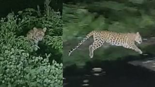 Amravati Leopard : बिबट्याची दोन पिल्ले आईपासून दुरावली, दोन दिवसांनी पुन्हा मादी बिबट्यांची नि पिल्लांची झाली भेट, ती कशी?