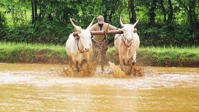 ...तर पीएम किसान योजनेचे 2000 रुपये मिळणार नाहीत! शेतकऱ्यांनो तुम्ही ही चूक करु नका