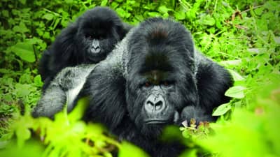 That Indian Way : जुन्या पिढीच्या स्मार्टफोनच्या या सवयी तुम्हाला करतील चकित!