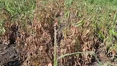 Parbhani : निसर्गाचा असा हा लहरीपणा, ओला नव्हे आता कोरडा दुष्काळ जाहिर करा, पावसाविना पिके कोमात