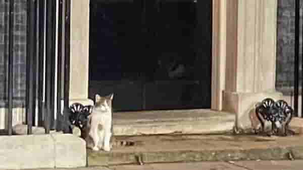 Larry The Cat :असं काय असेल या मांजरात की, माणसाला मिळाला नाही, एवढा सन्मान 3 पंतप्रधानांकडून तिला मिळाला?