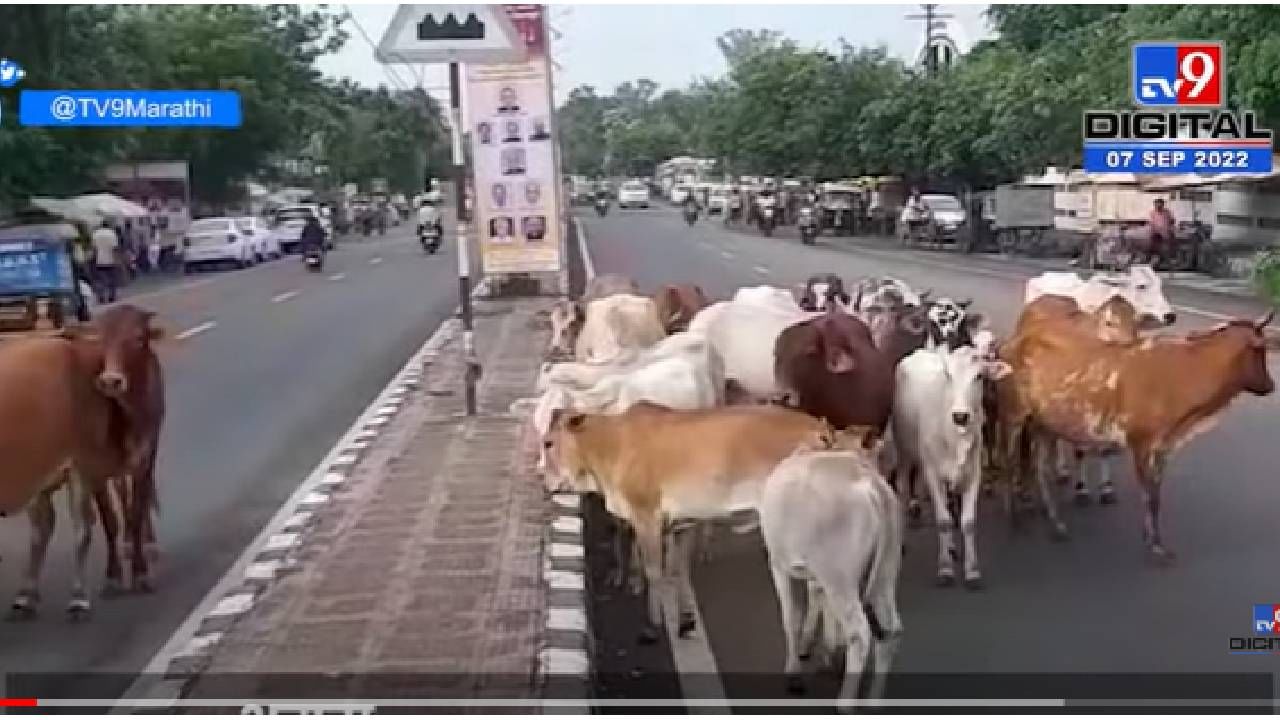 VIDEO : Amravati | अमरावतीत मुख्य रत्यावरच जणावरांचा ठिय्या, वाहन चालकांना अडचण