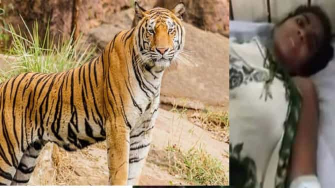 बघताय काय आश्चर्यानं, दीड वर्षाच्या मुलासाठी वाघाला मात दिलीय माऊलीनं...