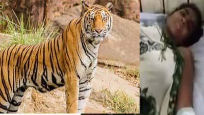 बघताय काय आश्चर्यानं, दीड वर्षाच्या मुलासाठी वाघाला मात दिलीय माऊलीनं...