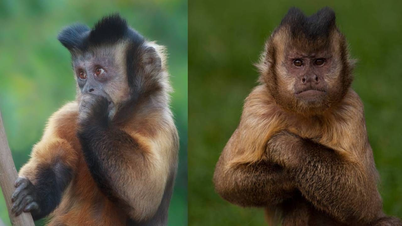 माकडांना नियंत्रित करण्यासाठी नवीन आयडिया! IPS नवनीत सिकेरा यांची फेसबुक पोस्ट व्हायरल
