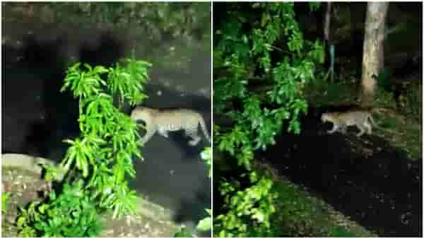 Pune Leopard : संरक्षण दलाच्या परिसरात बिबट्याचा मुक्त संचार, भुंकणाऱ्या कुत्र्यांवर धावून जातानाचा व्हिडिओ व्हायरल