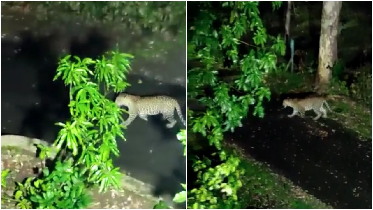 Pune Leopard : संरक्षण दलाच्या परिसरात बिबट्याचा मुक्त संचार, भुंकणाऱ्या कुत्र्यांवर धावून जातानाचा व्हिडिओ व्हायरल