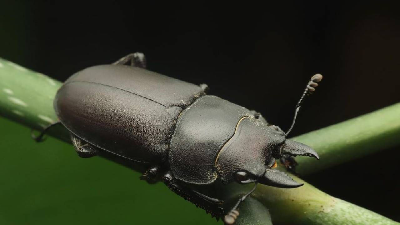 stag-beetle