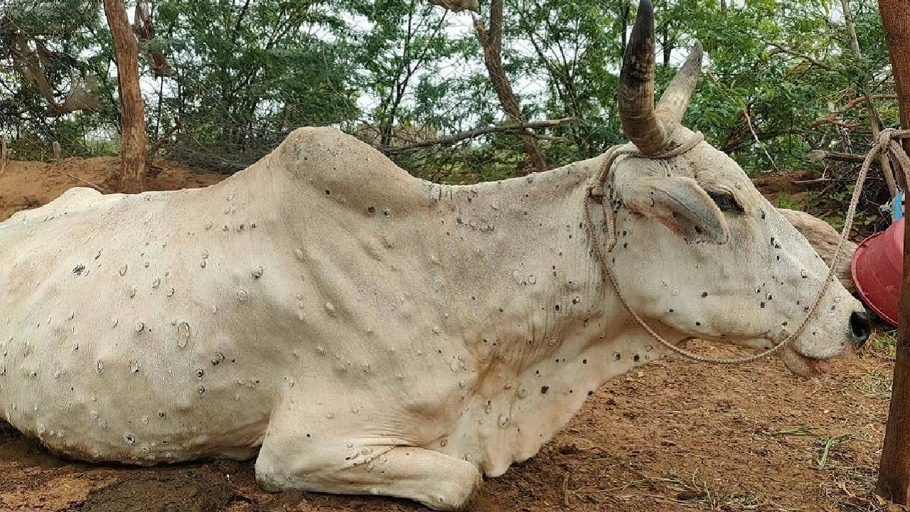 Agricultural : 'लम्पी स्कीन'ने पुन्हा डोके वर काढले, राज्यात 22 जनावरांचा मृत्यू, नेमकी उपाययोजना काय? Agricultural : 'लम्पी स्कीन'ने पुन्हा डोके वर काढले, राज्यात 22 जनावरांचा मृत्यू, नेमकी उपाययोजना काय?