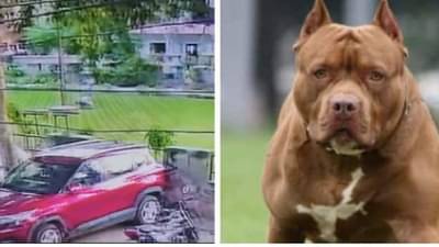 भयानक, आता गार्डनमध्ये खेळणाऱ्या लहान मुलावर पिटबुलचा हल्ला, चेहऱ्याला पडले 100 टाके