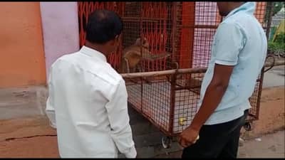 महिलेला विहिरीत ढकललं आणि... नांदेडमध्ये धुडगूस घालणाऱ्या वानराला अखेर पकडले