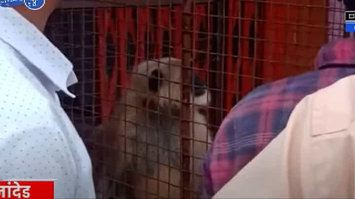 Nanded Monkey | धुडगूस घालणाऱ्या वानराला अखेर पकडले , दोन महिन्यांपासून देत होते त्रास Nanded Monkey | धुडगूस घालणाऱ्या वानराला अखेर पकडले , दोन महिन्यांपासून देत होते त्रास