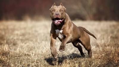 हे आहेत जगातले 5 सगळ्यात खतरनाक कुत्रे, भारतात मात्र बिनधास्त पाळतात