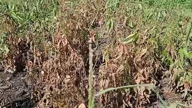 Kharif Season : शेतकऱ्यांना दिलासा..! मोठ्या प्रतीक्षेनंतर नुकसानभरपाईची रक्कम थेट बॅंक खात्यामध्ये, कधी पासून होणार सुरवात?
