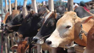 Lumpy Virus: लंपी व्हायरसचा तांडव थांबता थांबे ना! मृत गायींचा आकडा थक्क करणारा