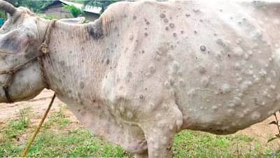 लम्पीरोग गाई म्हशींवर, त्यामुळे दुधाबाबतची ही अफवा समजून घ्या