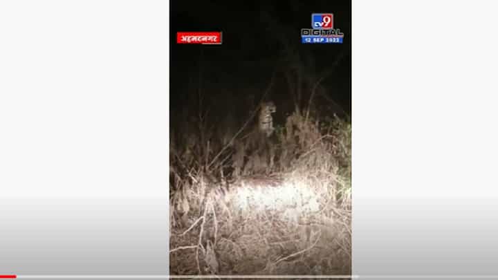 VIDEO : Ahmednagar Leopard | घुलेवाडी ते समनापूर रस्त्यावर अचानक बिबट्याचं दर्शन, परिसरात भीतीचे वातावरण VIDEO : Ahmednagar Leopard | घुलेवाडी ते समनापूर रस्त्यावर अचानक बिबट्याचं दर्शन, परिसरात भीतीचे वातावरण