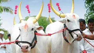 Bull On Bike Viral Video: बैल बघा कसा सीट बेल्ट लावून बसलाय! एकदम थाटात