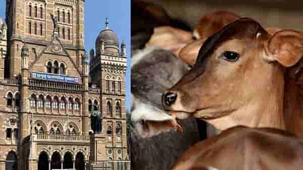 लम्पीची धास्ती मुंबई महापालिकेलाही; तबेले आणि गोशाळेची तपासणी करणार