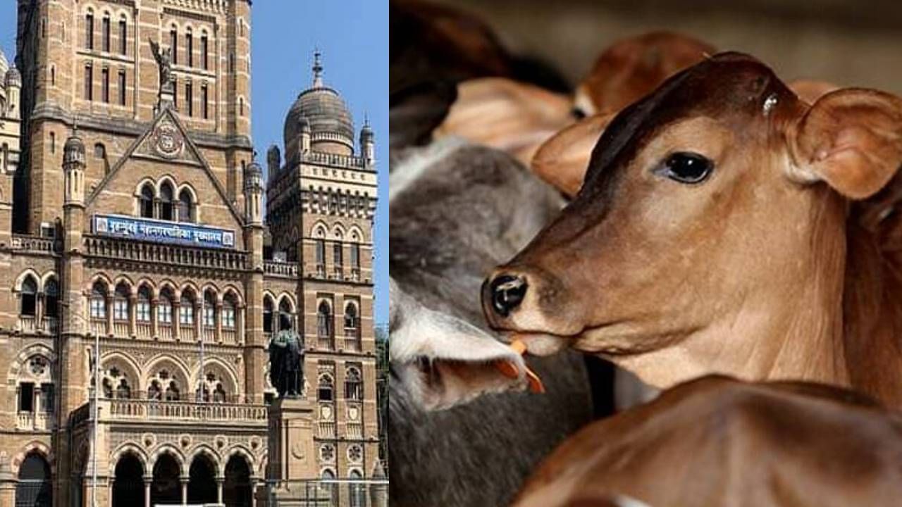 लम्पीची धास्ती मुंबई महापालिकेलाही; तबेले आणि गोशाळेची तपासणी करणार लम्पीची धास्ती मुंबई महापालिकेलाही; तबेले आणि गोशाळेची तपासणी करणार