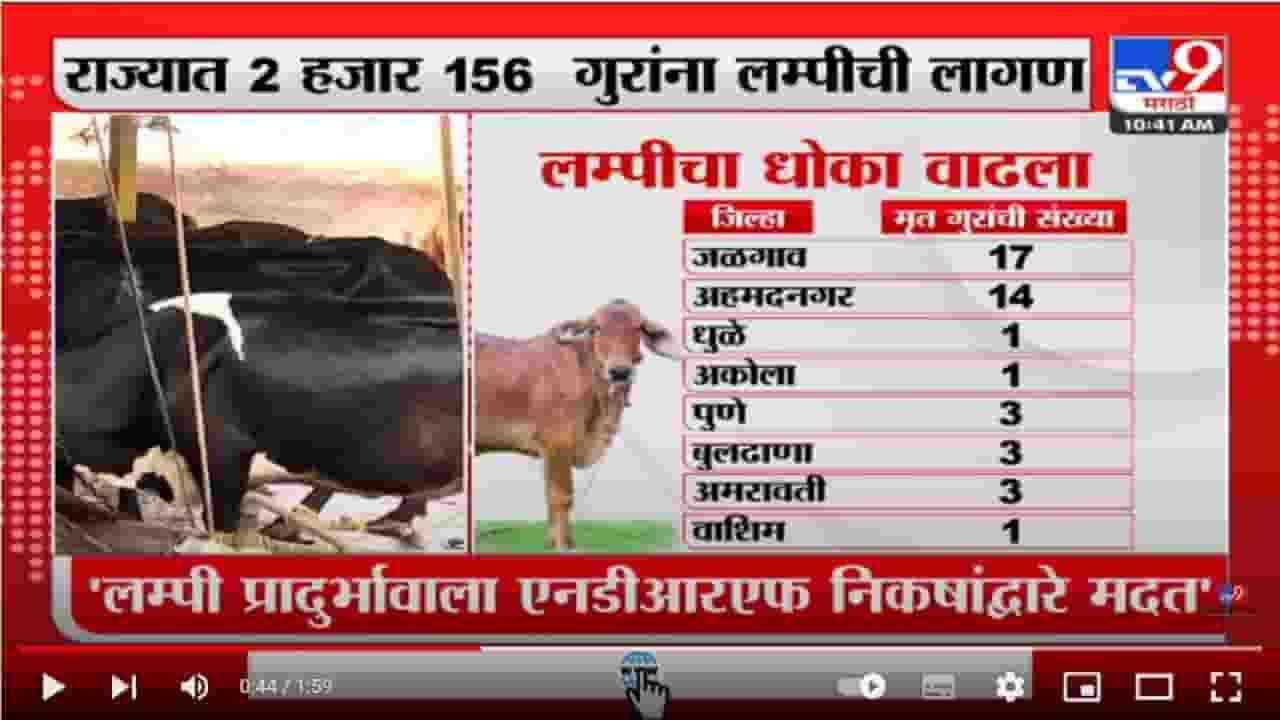 Lumpy Skin Disease | लम्पी आजाराचा धोका वाढल्यानं शेतकरी चिंतेत Lumpy Skin Disease | लम्पी आजाराचा धोका वाढल्यानं शेतकरी चिंतेत