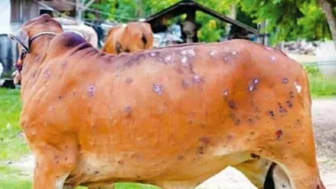 Lumpy Skin Diseases : राज्यातील 21 जिल्ह्यांमध्ये लम्पीचा प्रादुर्भाव, पशूसंवर्धन विभागाचे हे नियम शेतकऱ्यांसाठी महत्वाचे