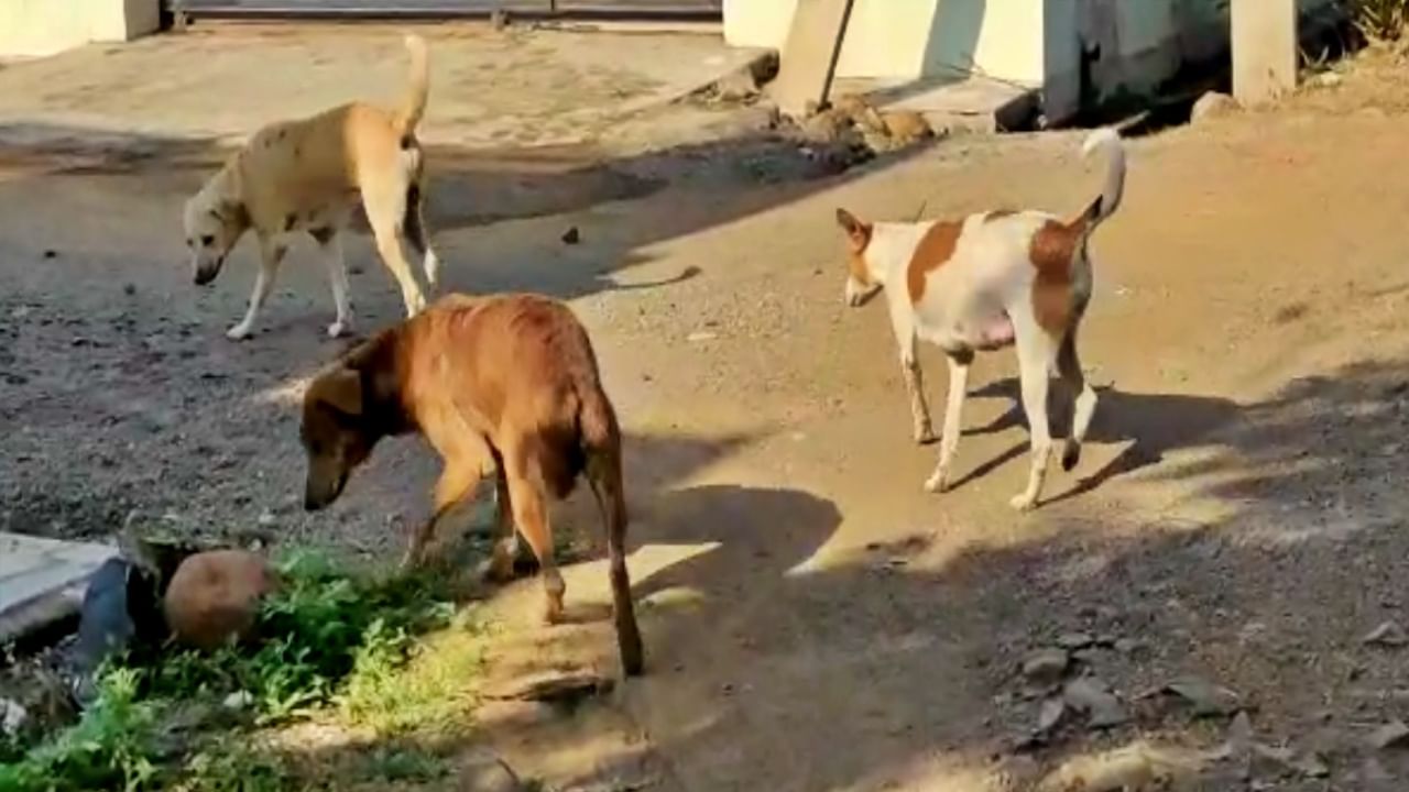 Pune crime : भटक्या कुत्र्यांना लाकडी दांडक्यानं बेदम मारहाण, लोणावळ्यातल्या चौघांविरोधात गुन्हा दाखल