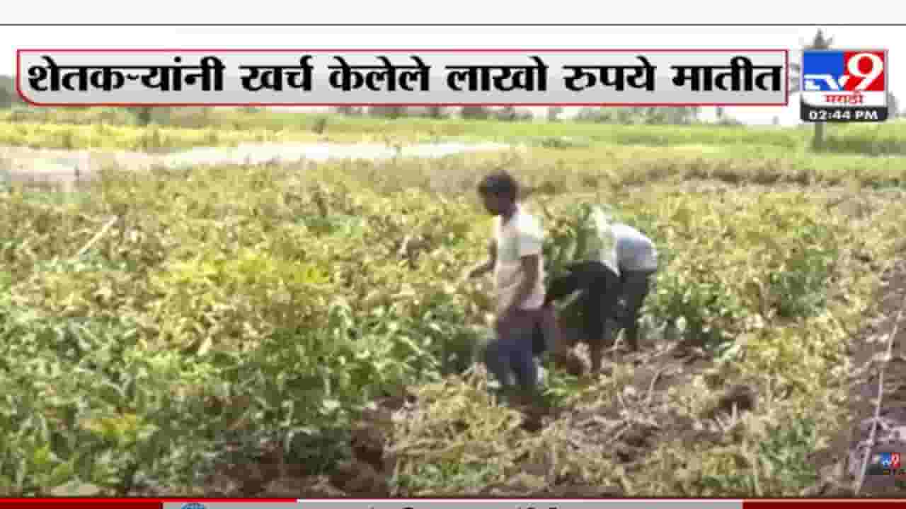 कोल्हापूरला परतीच्या पावसानं झोडपलं