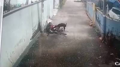Viral Video: घराबाहेर सायकल चालवणाऱ्या मुलावर रस्त्यावरील कुत्र्याचा भयानक हल्ला, 14 सेकंद चावत राहिला..