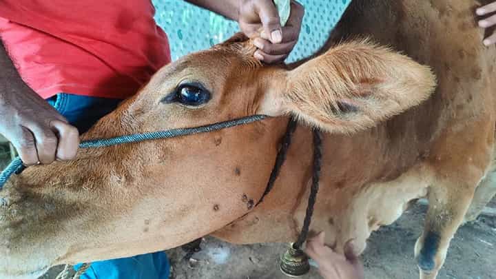 देशात 'लम्पीचा' कहर; देशभरात 82 हजार जनावरांचा मृत्यू; राज्यातील मृत्यूचा आकडाही मोठा देशात 'लम्पीचा' कहर; देशभरात 82 हजार जनावरांचा मृत्यू; राज्यातील मृत्यूचा आकडाही मोठा