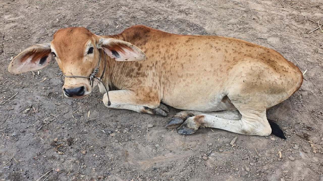 लम्पीच्या प्रसारात झपाट्याने वाढ, पुण्यातील 76 गावांमध्ये लम्पीचा प्रसार