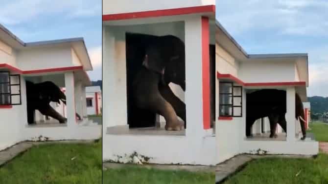 Elephant Viral Video: दरवाजा छोटा, हत्ती मोठा, झाली गफलत! बाहेर पडण्यासाठी हत्तीची धडपड तर बघा...